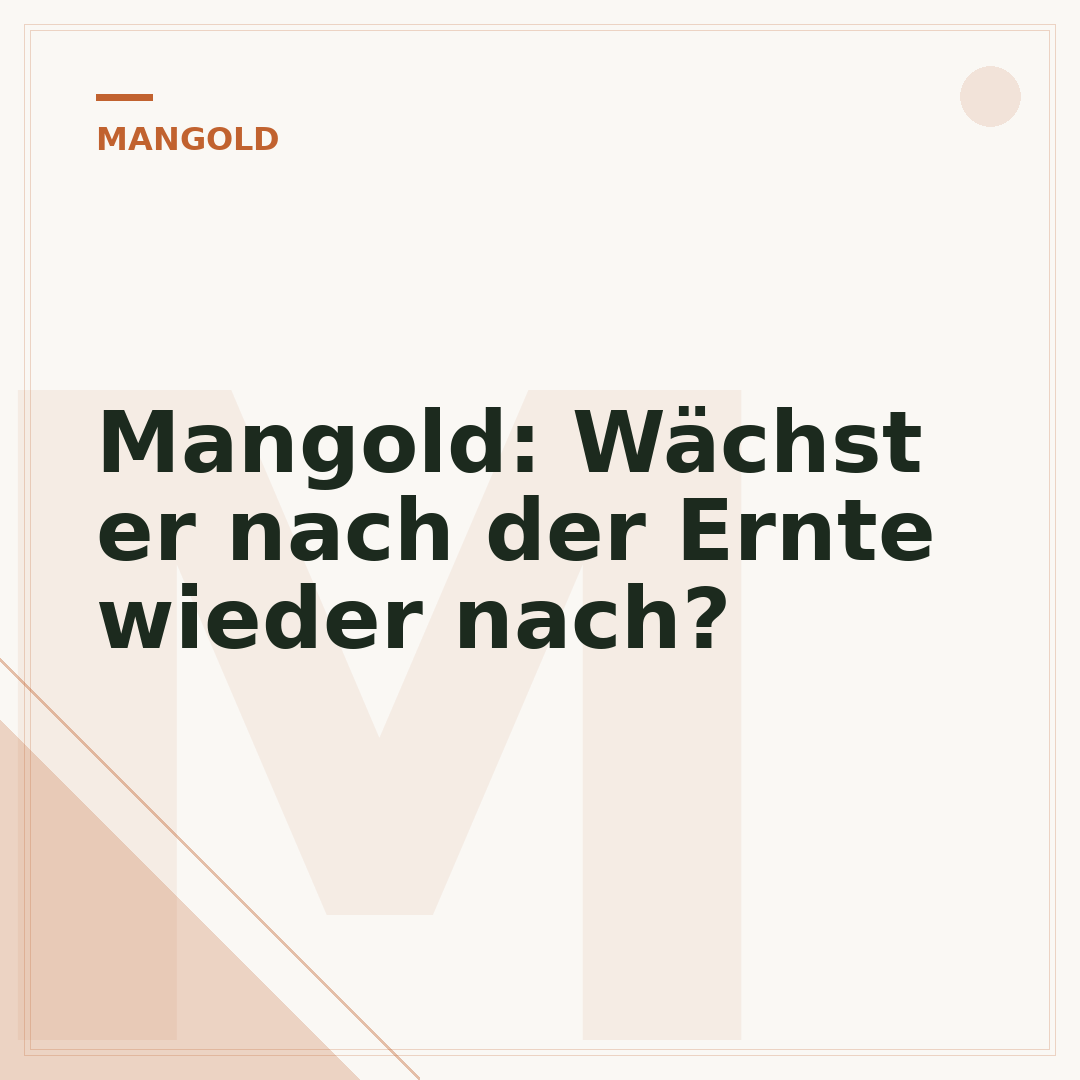 Mangold: Wächst er nach der Ernte wieder nach?