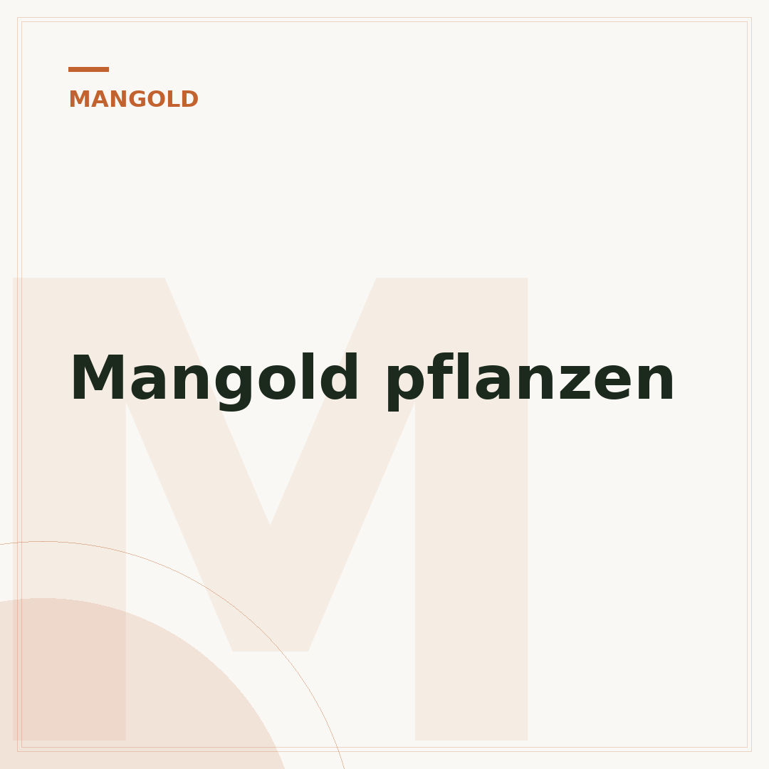 Mangold pflanzen