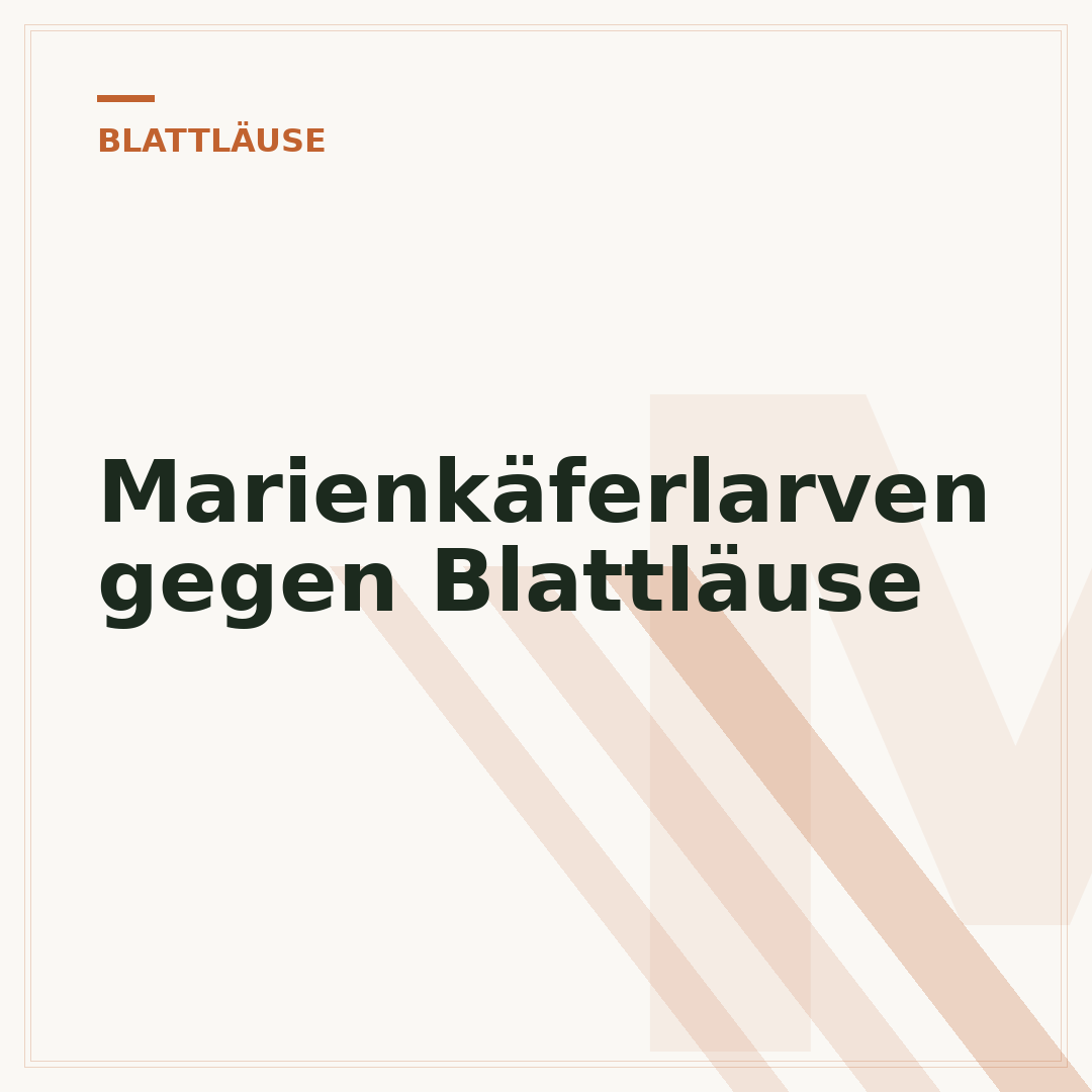 Marienkäferlarven gegen Blattläuse