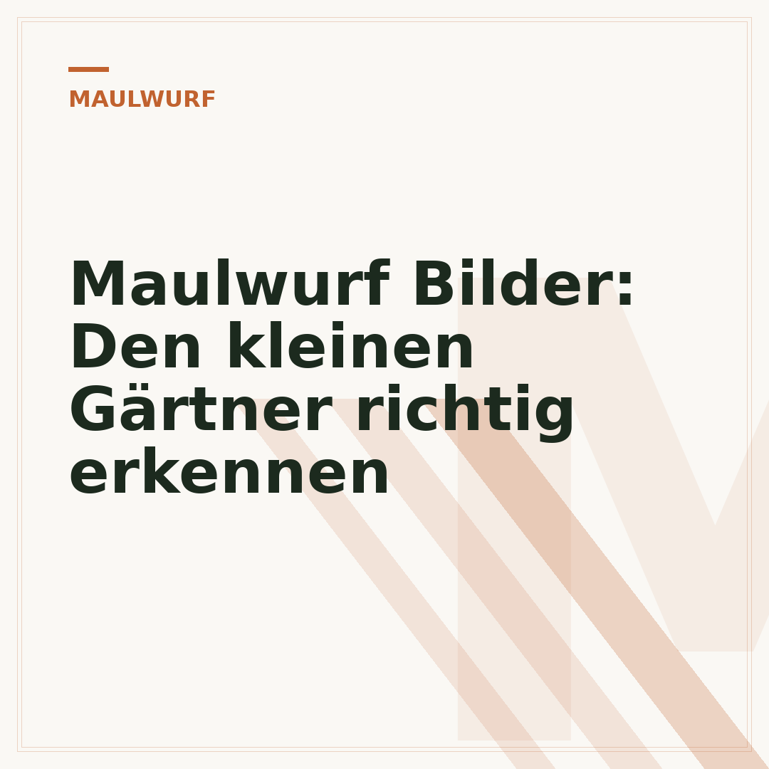 Maulwurf Bilder: Den kleinen Gärtner richtig erkennen