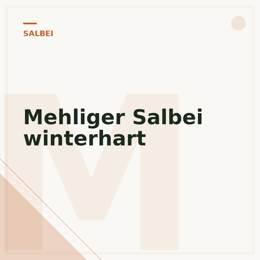Mehliger Salbei winterhart