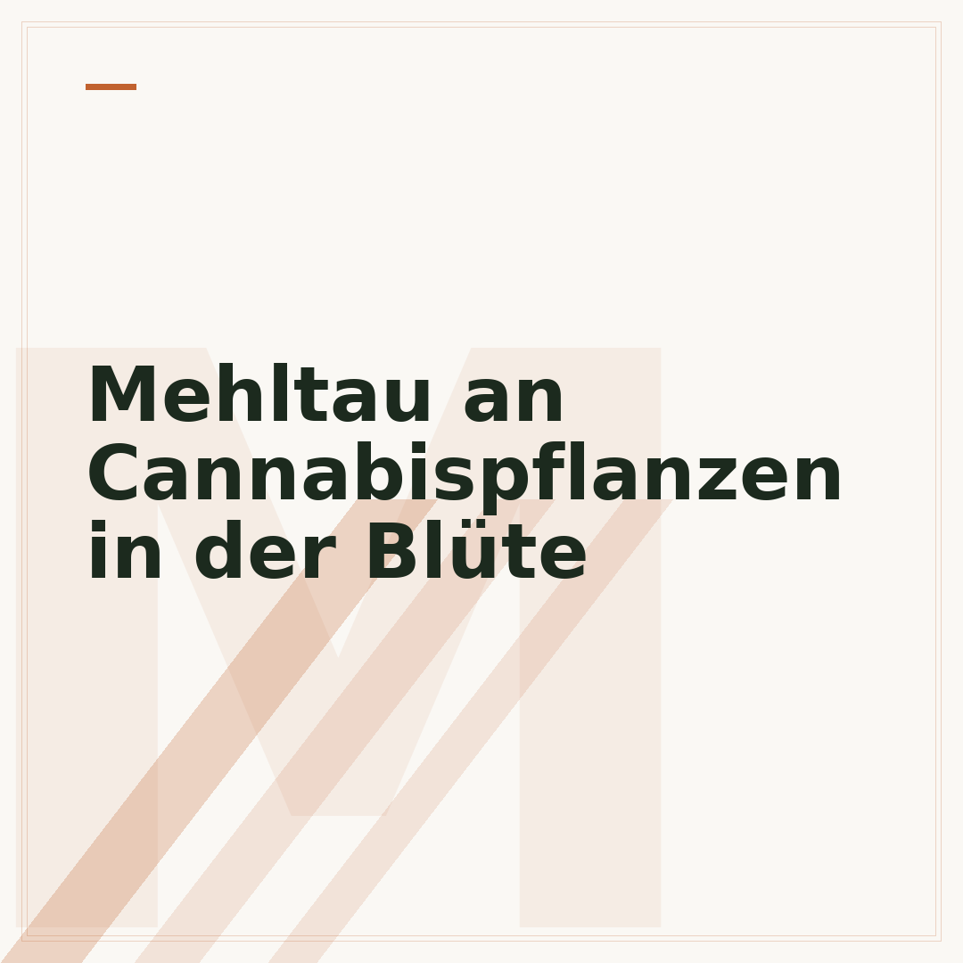 Mehltau an Cannabispflanzen in der Blüte