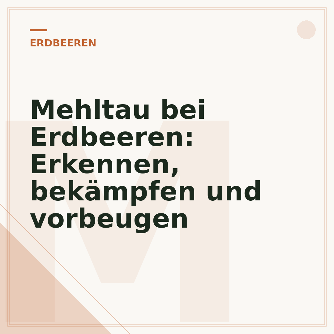Mehltau bei Erdbeeren: Erkennen, bekämpfen und vorbeugen