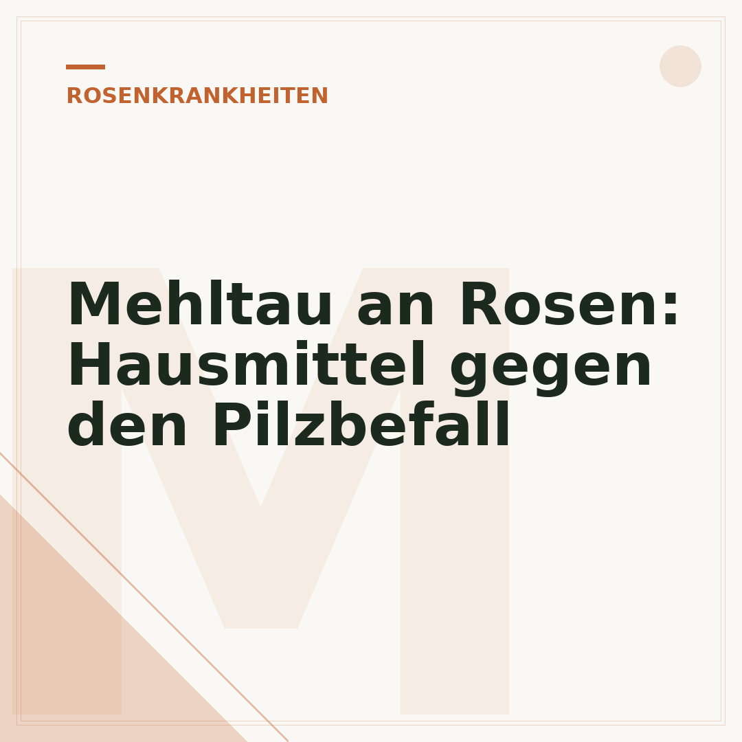 Mehltau an Rosen: Hausmittel gegen den Pilzbefall
