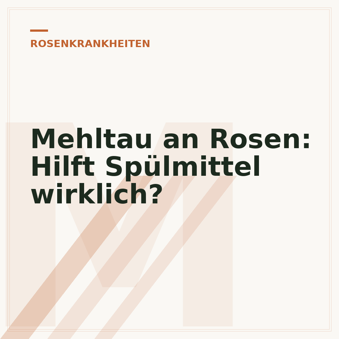 Mehltau an Rosen: Hilft Spülmittel wirklich?