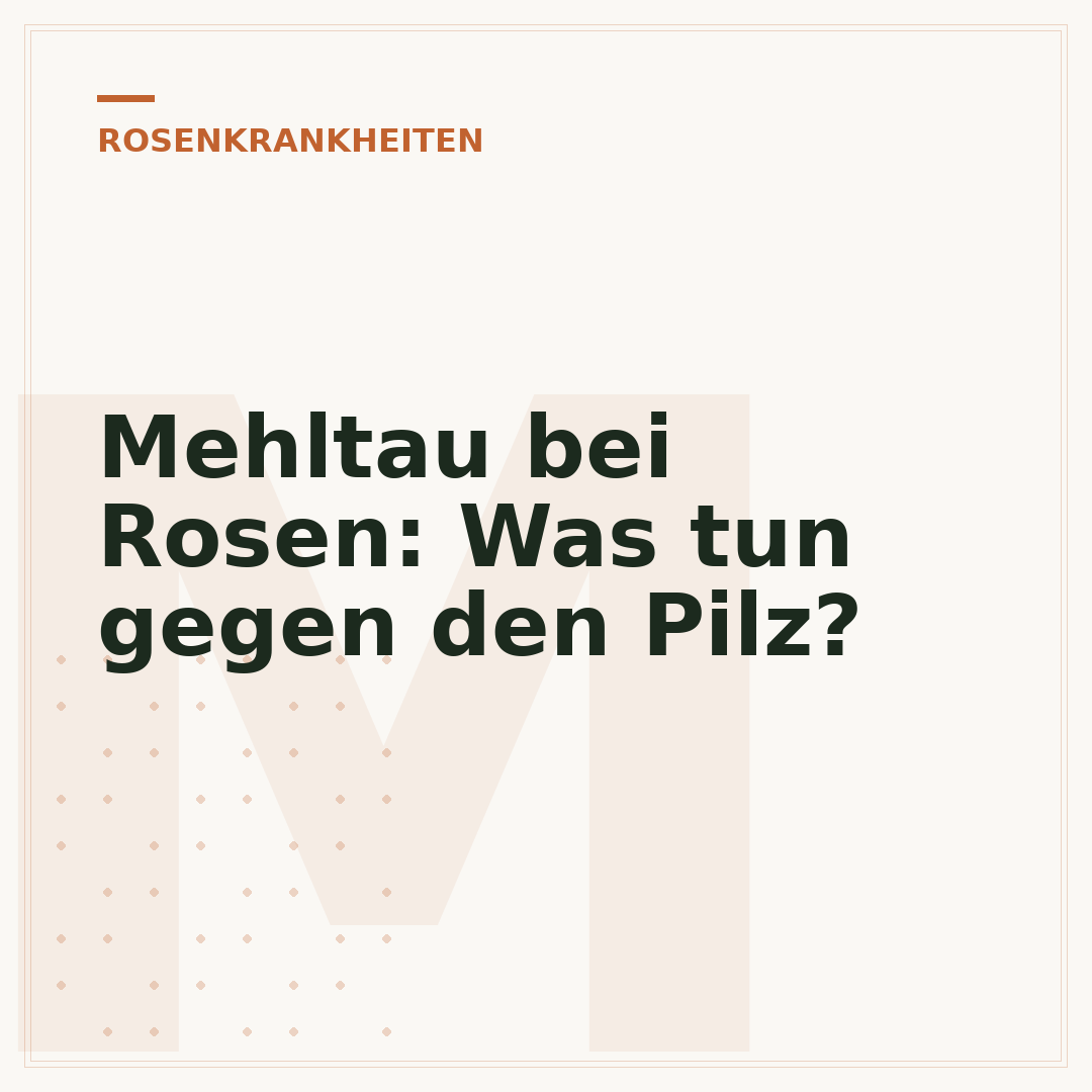 Mehltau bei Rosen: Was tun gegen den Pilz?