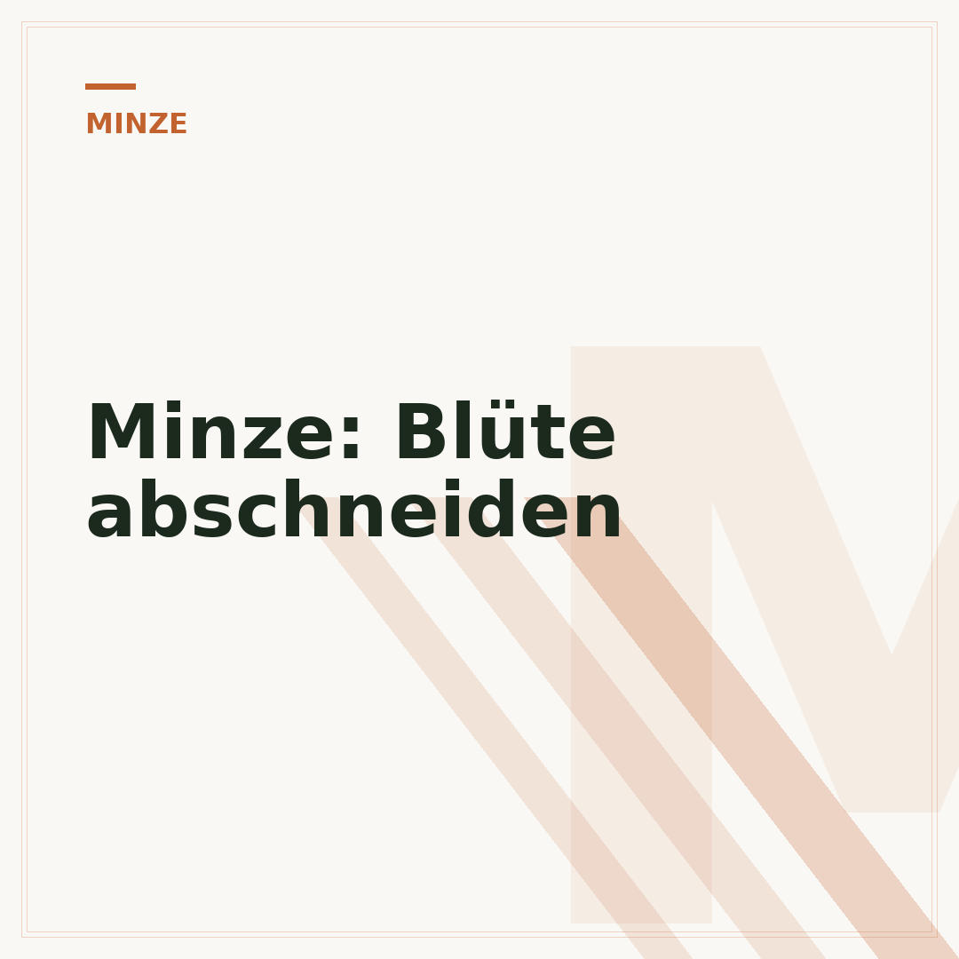Minze: Blüte abschneiden