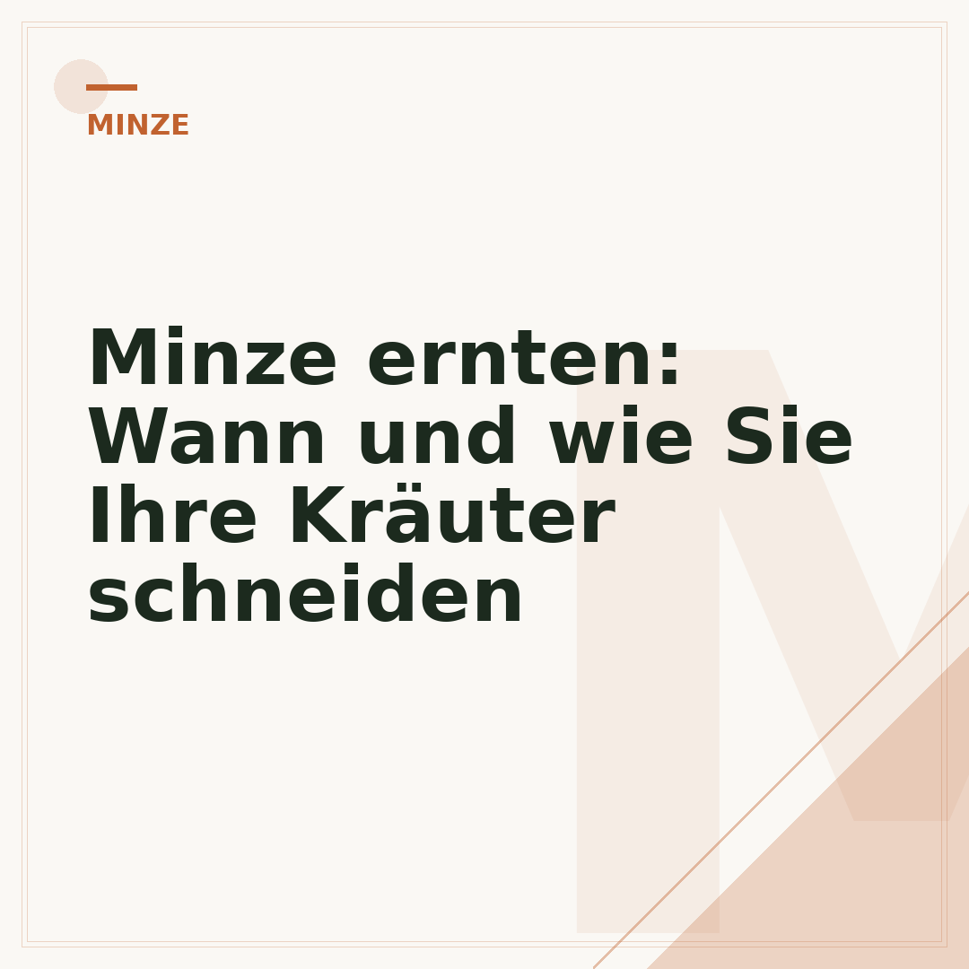 Minze ernten: Wann und wie Sie Ihre Kräuter schneiden