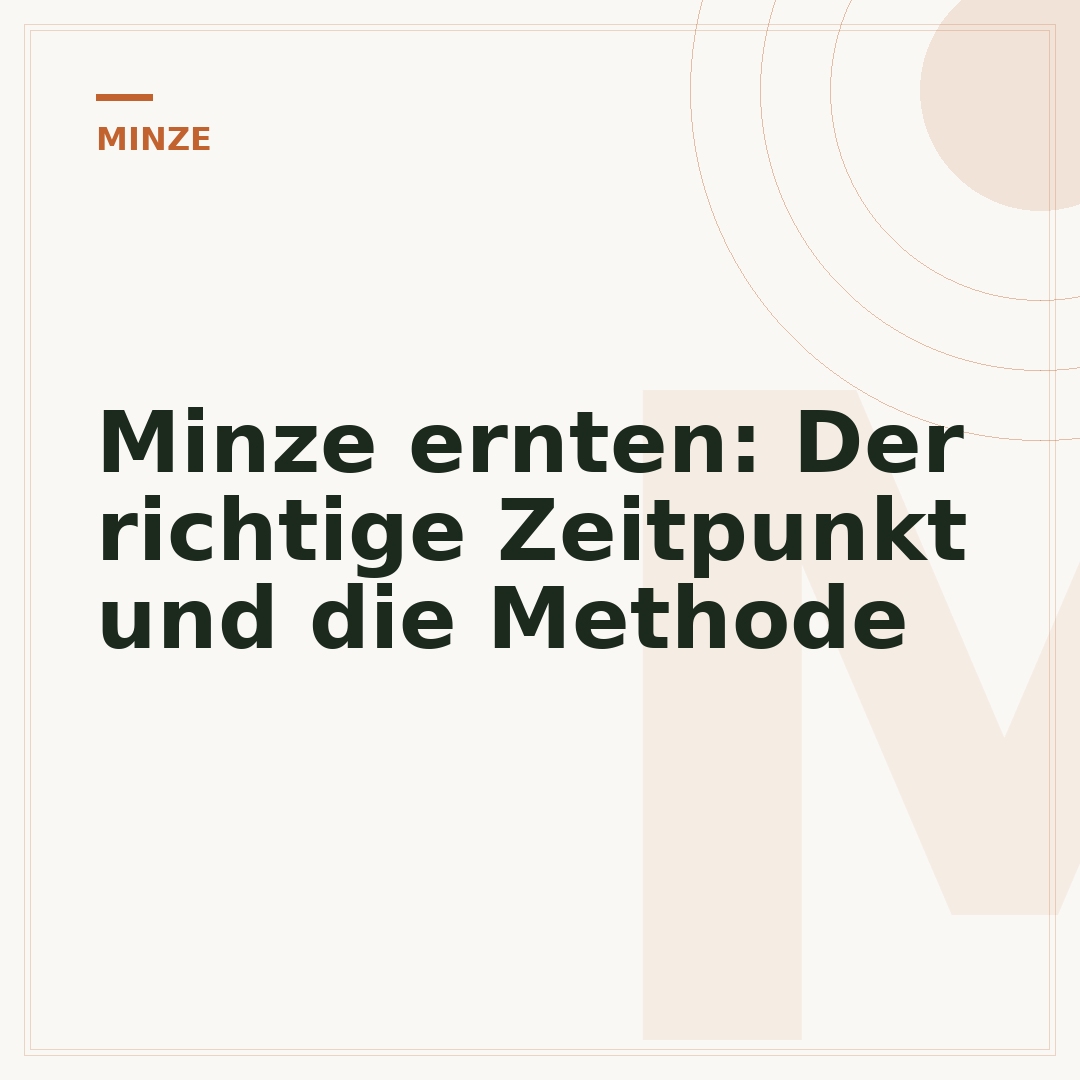 Minze ernten: Der richtige Zeitpunkt und die Methode