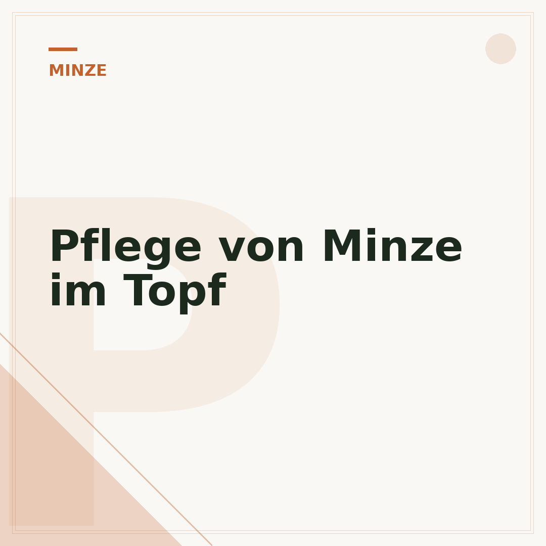 Pflege von Minze im Topf
