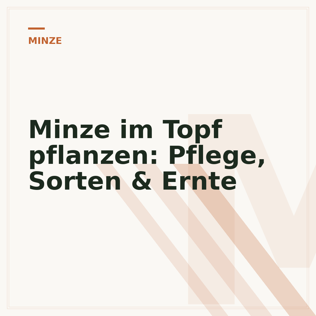 Minze im Topf pflanzen: Pflege, Sorten & Ernte