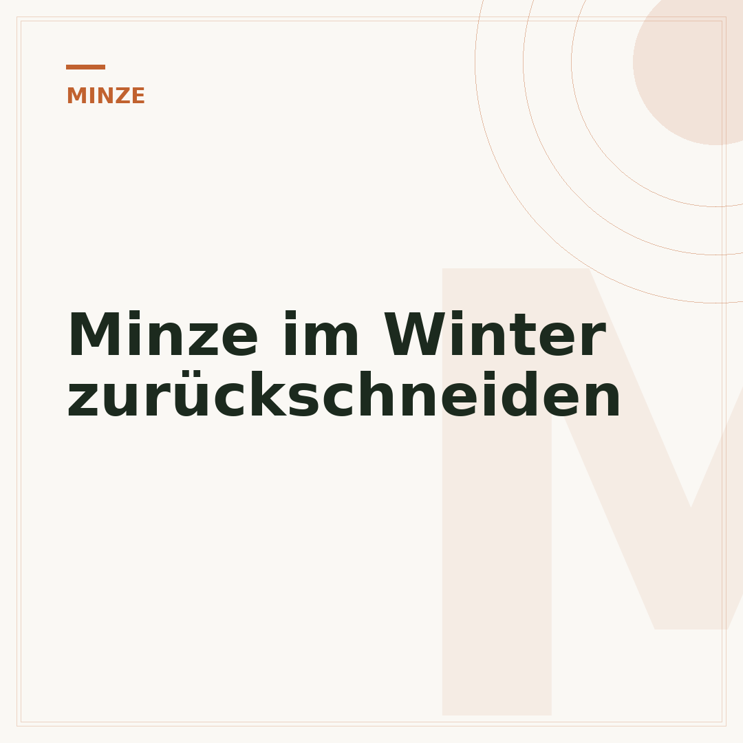 Minze im Winter zurückschneiden