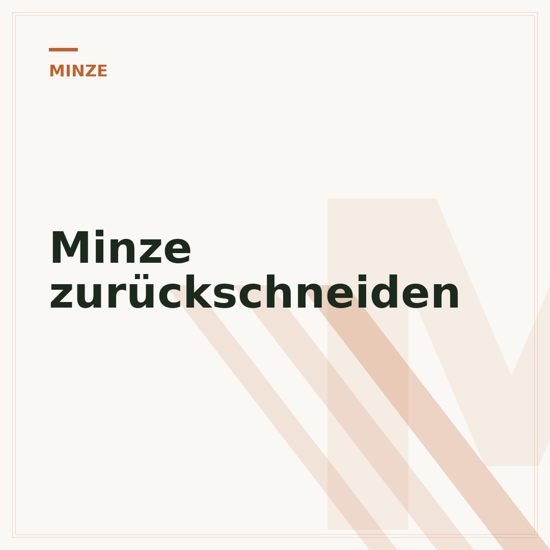 Minze zurückschneiden