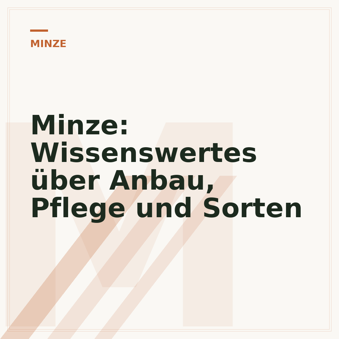 Minze: Wissenswertes über Anbau, Pflege und Sorten