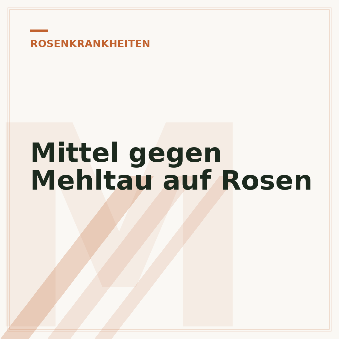 Mittel gegen Mehltau auf Rosen