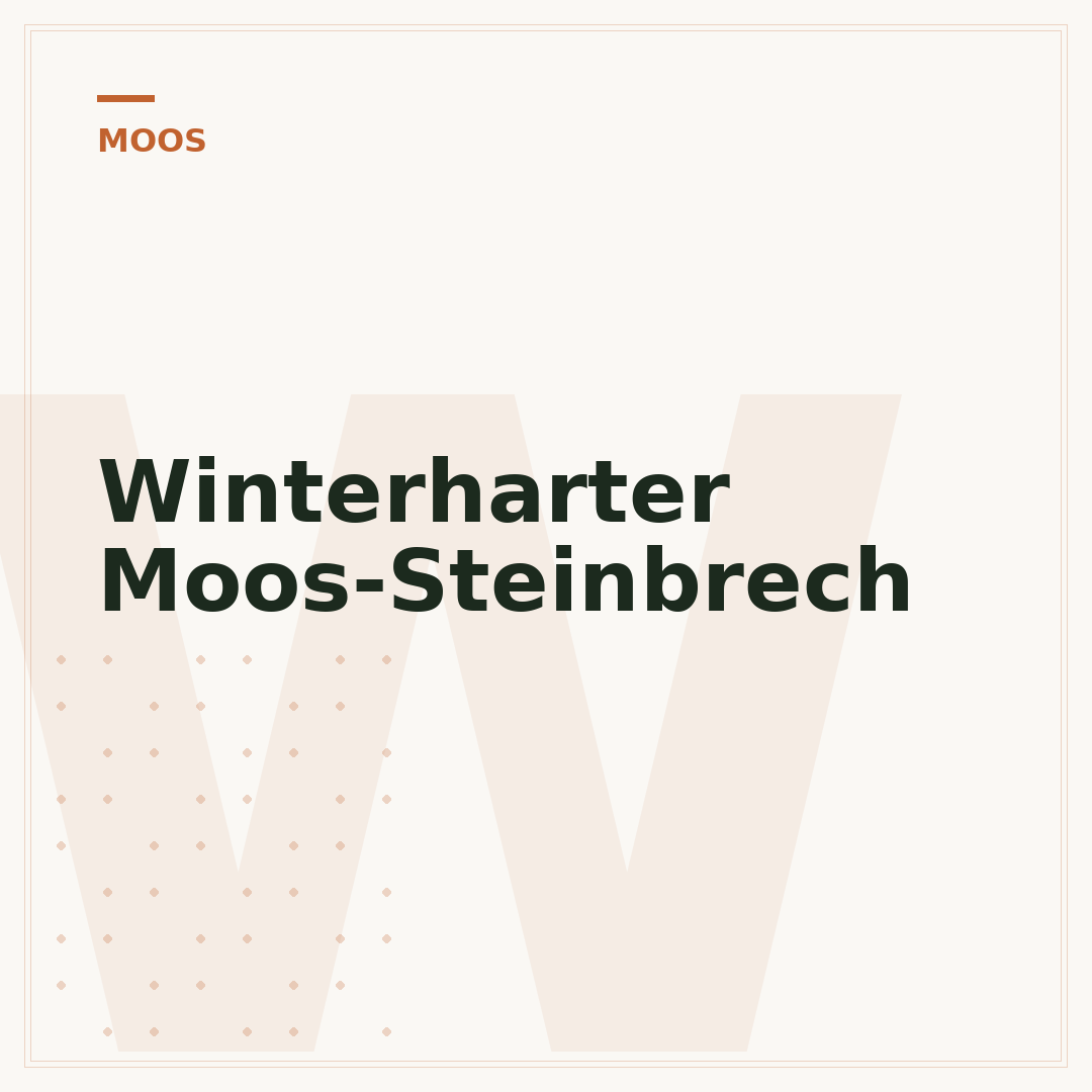 Winterharter Moos-Steinbrech