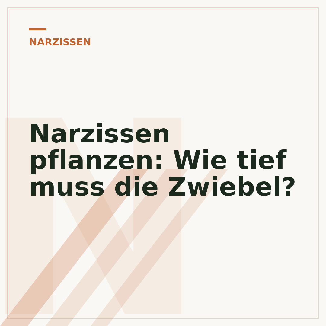 Narzissen pflanzen: Wie tief muss die Zwiebel?