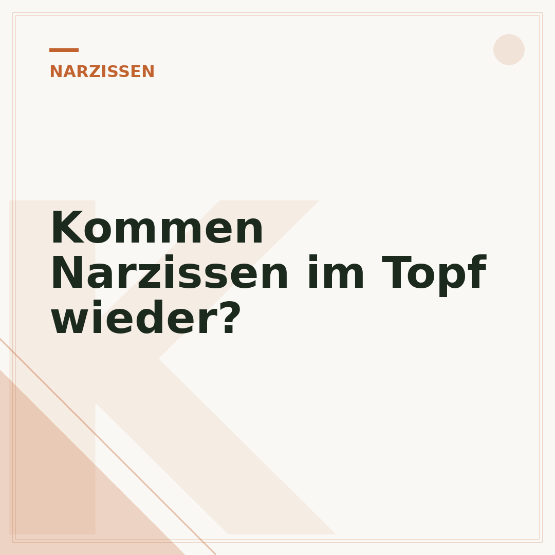 Kommen Narzissen im Topf wieder?