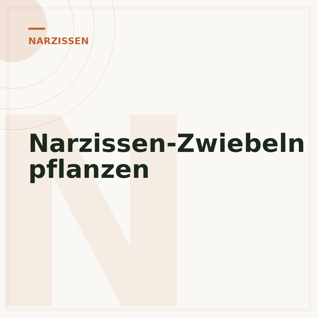 Narzissen-Zwiebeln pflanzen