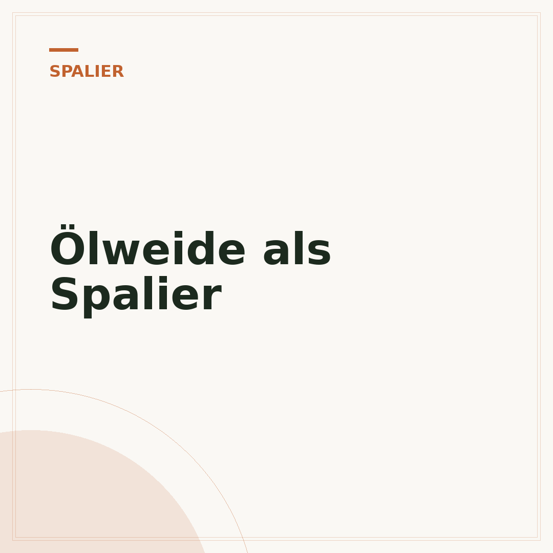 Ölweide als Spalier