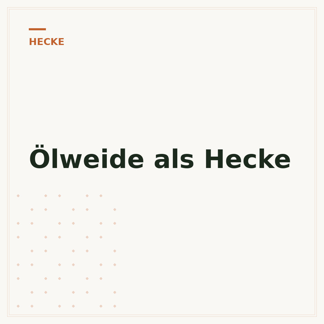 Ölweide als Hecke