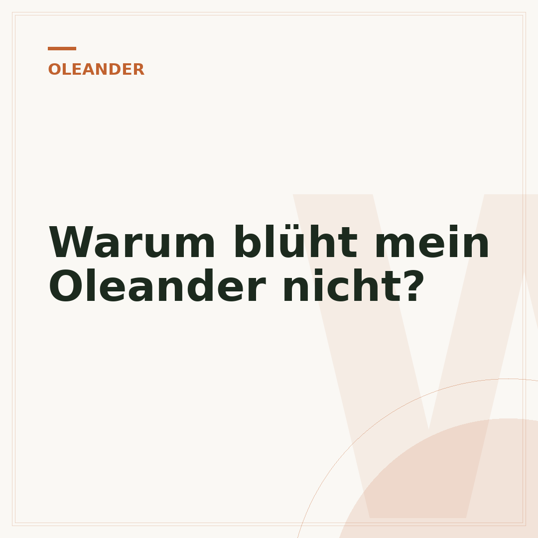 Warum blüht mein Oleander nicht?
