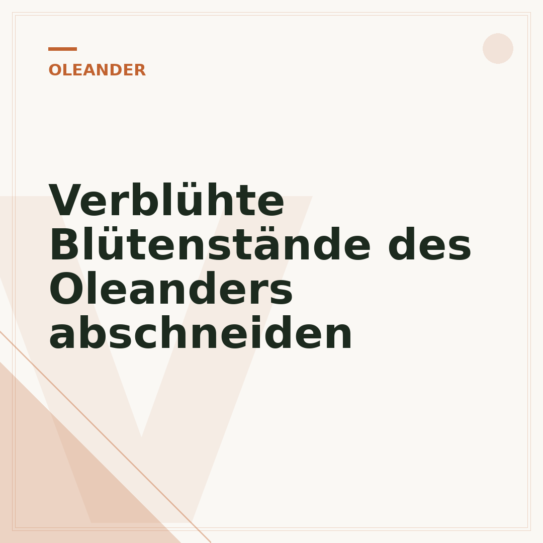 Verblühte Blütenstände des Oleanders abschneiden