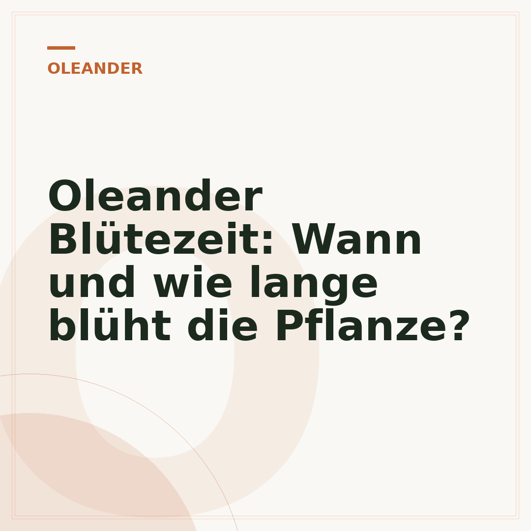 Oleander Blütezeit: Wann und wie lange blüht die Pflanze?