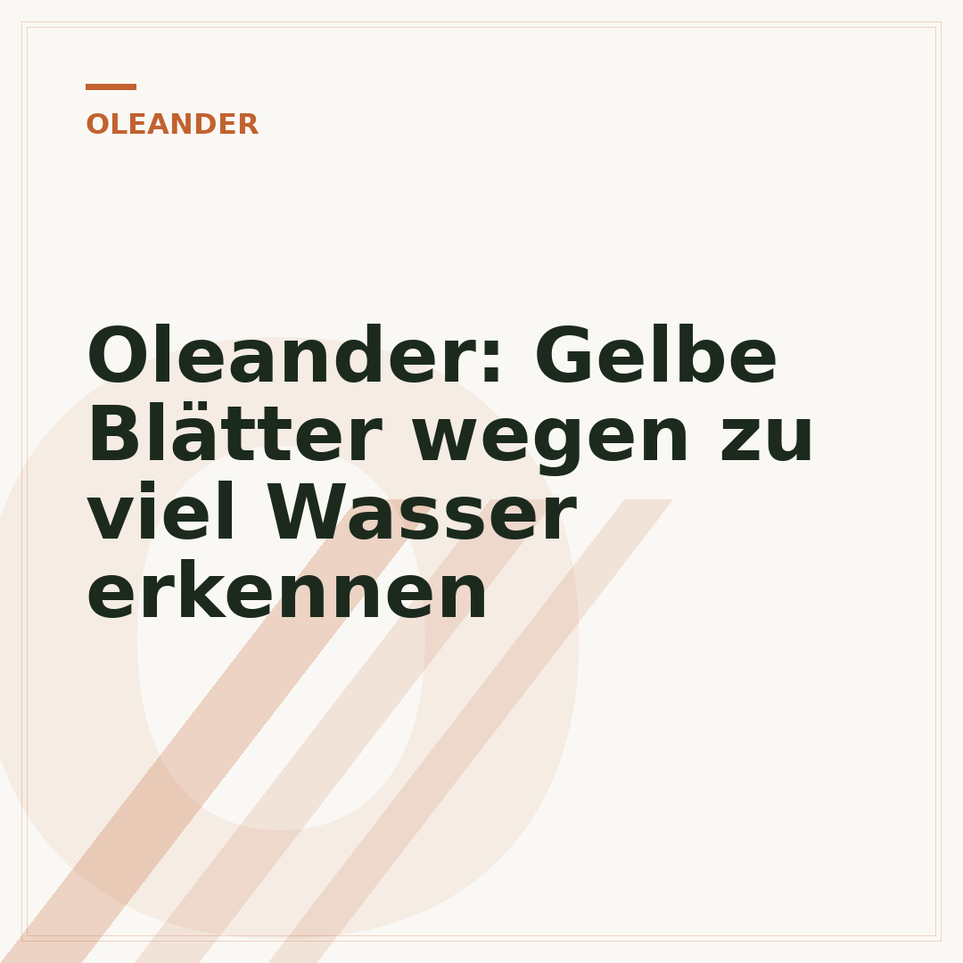 Oleander: Gelbe Blätter wegen zu viel Wasser erkennen