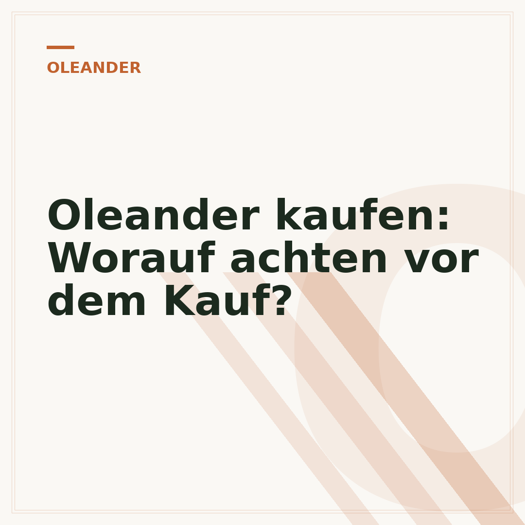 Oleander kaufen: Worauf achten vor dem Kauf?