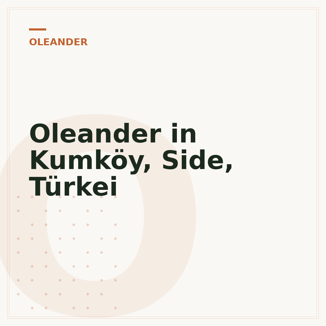Oleander in Kumköy, Side, Türkei