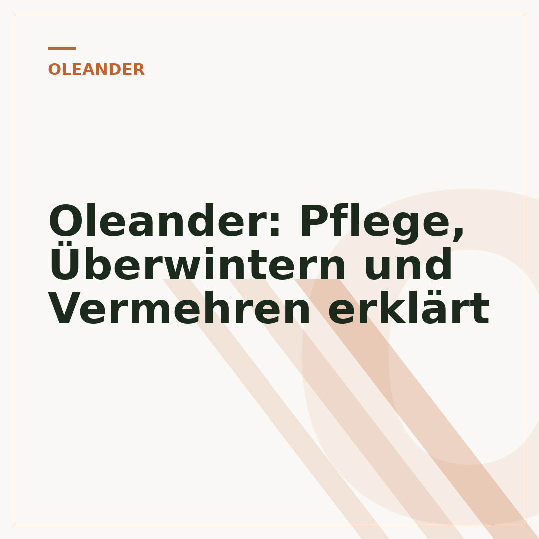 Oleander: Pflege, Überwintern und Vermehren erklärt