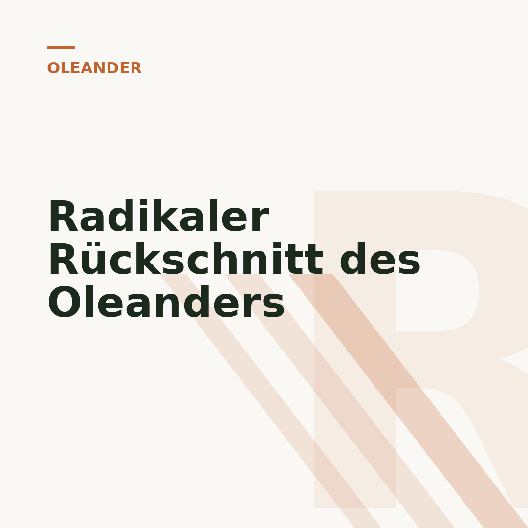 Radikaler Rückschnitt des Oleanders