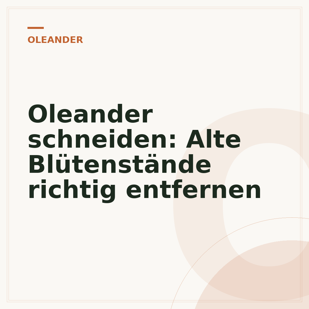 Oleander schneiden: Alte Blütenstände richtig entfernen