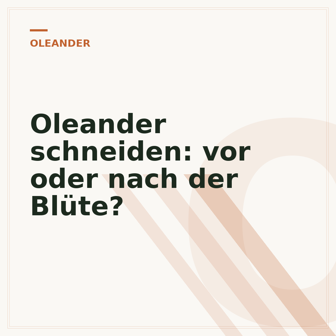 Oleander schneiden: vor oder nach der Blüte?