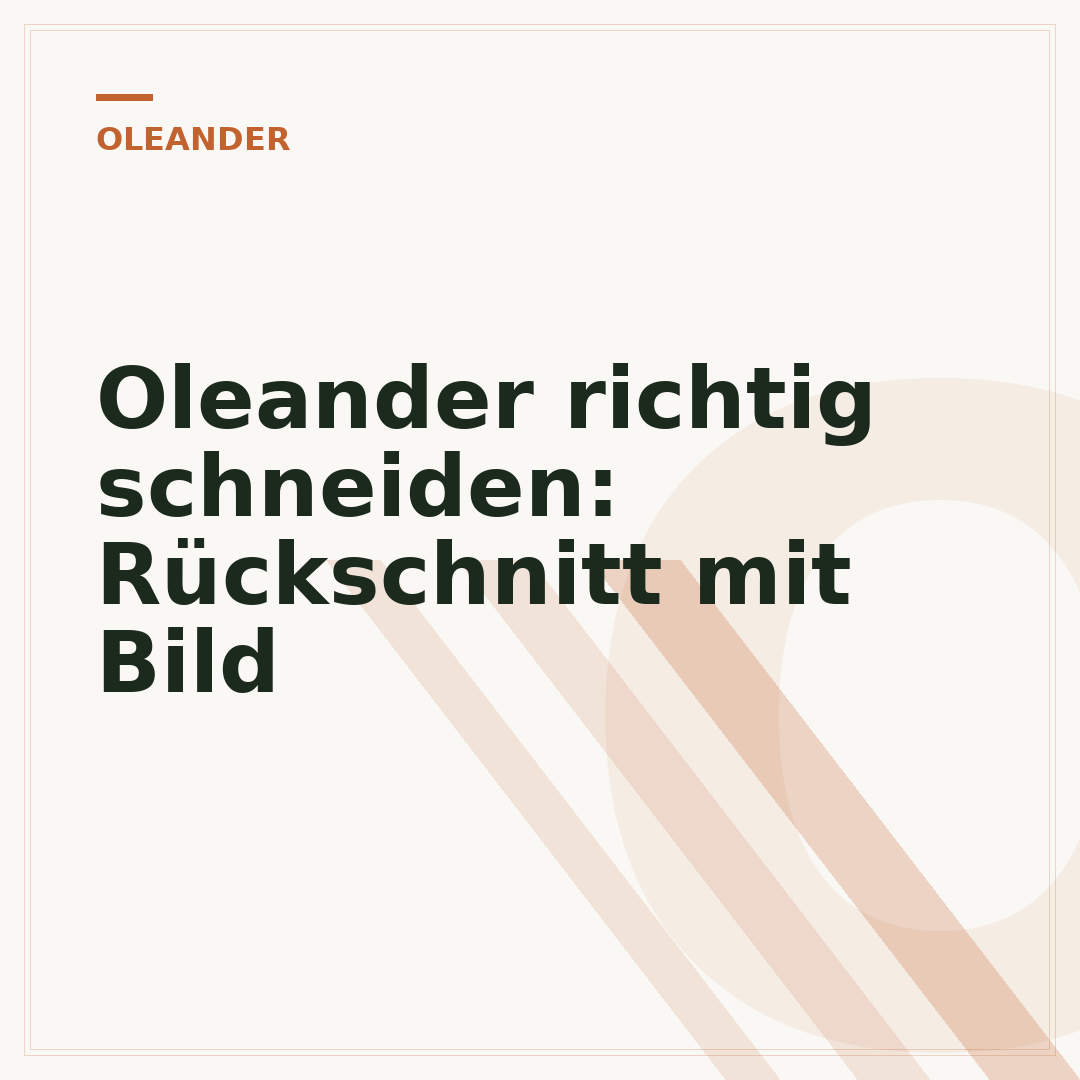 Oleander richtig schneiden: Rückschnitt mit Bild