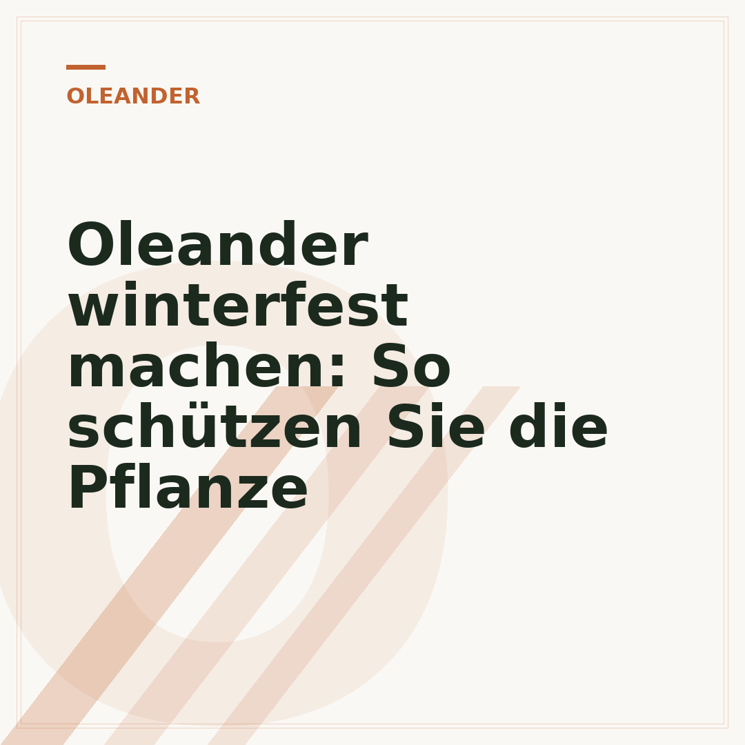 Oleander winterfest machen: So schützen Sie die Pflanze