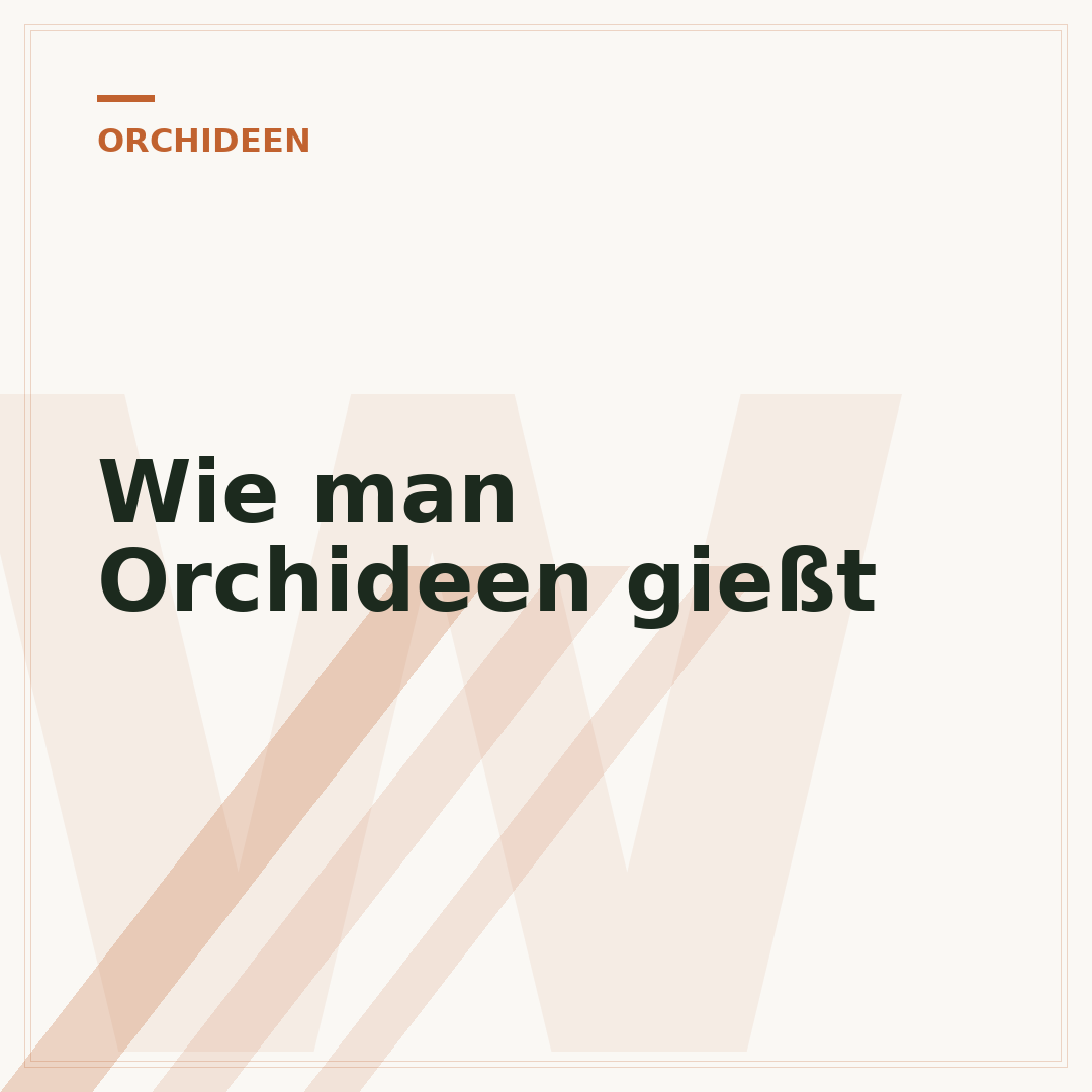 Wie man Orchideen gießt