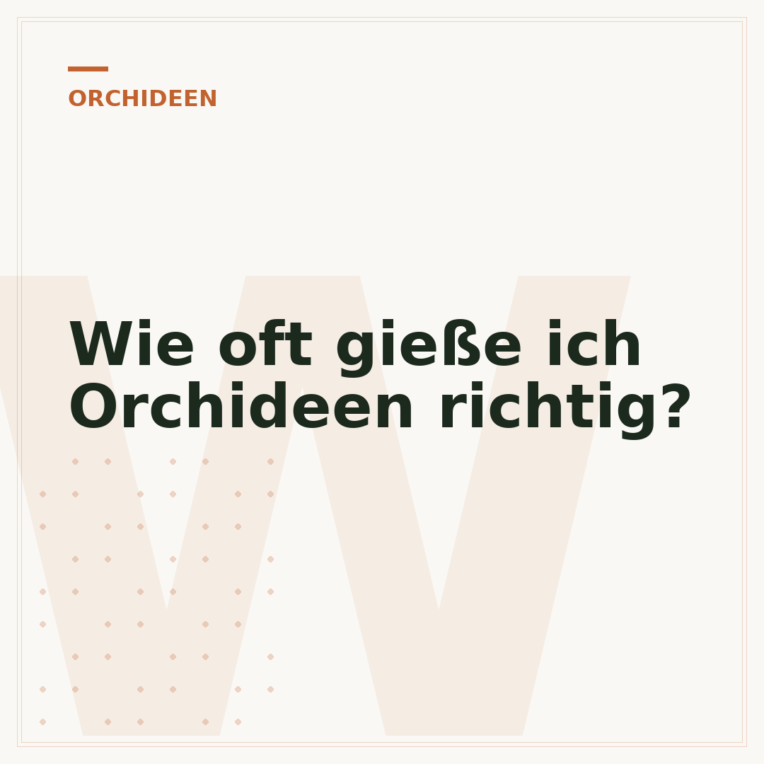 Wie oft gieße ich Orchideen richtig?