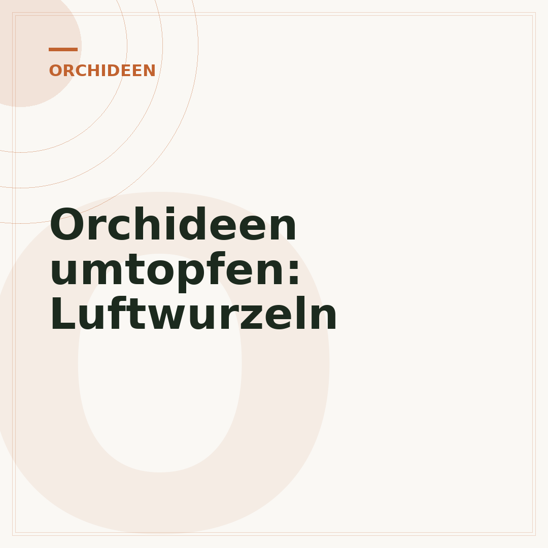 Orchideen umtopfen: Luftwurzeln