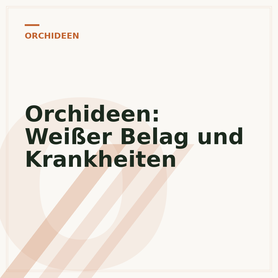 Orchideen: Weißer Belag und Krankheiten