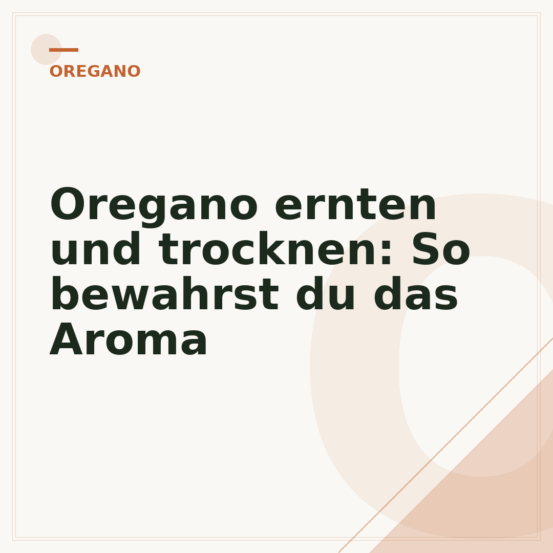 Oregano ernten und trocknen: So bewahrst du das Aroma