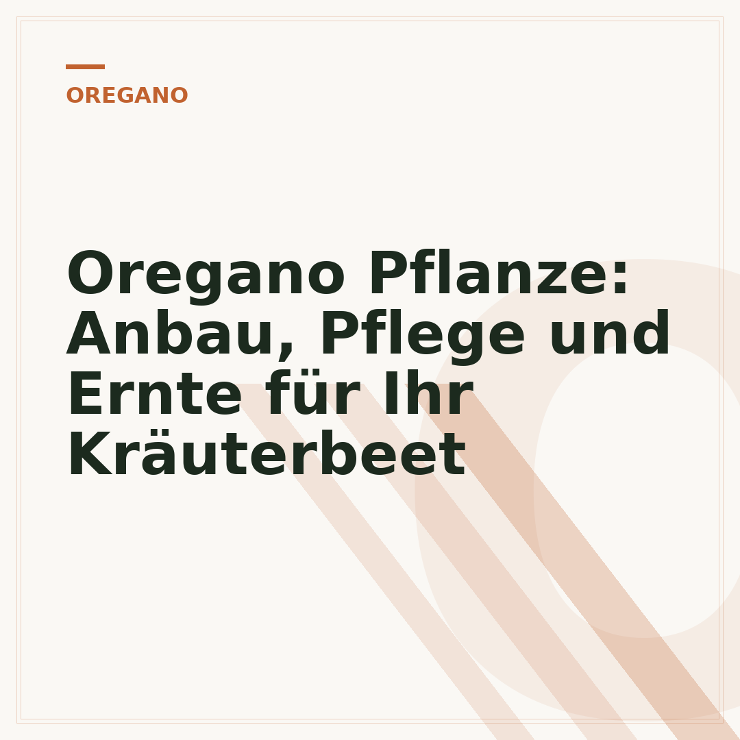 Oregano Pflanze: Anbau, Pflege und Ernte für Ihr Kräuterbeet