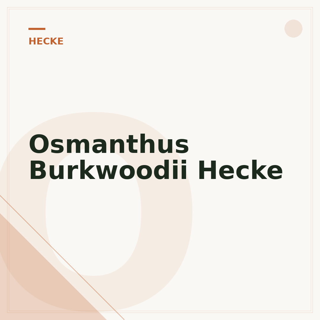 Osmanthus Burkwoodii Hecke
