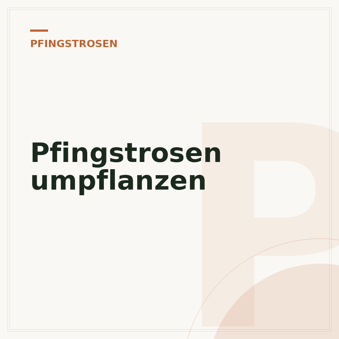 Pfingstrosen umpflanzen