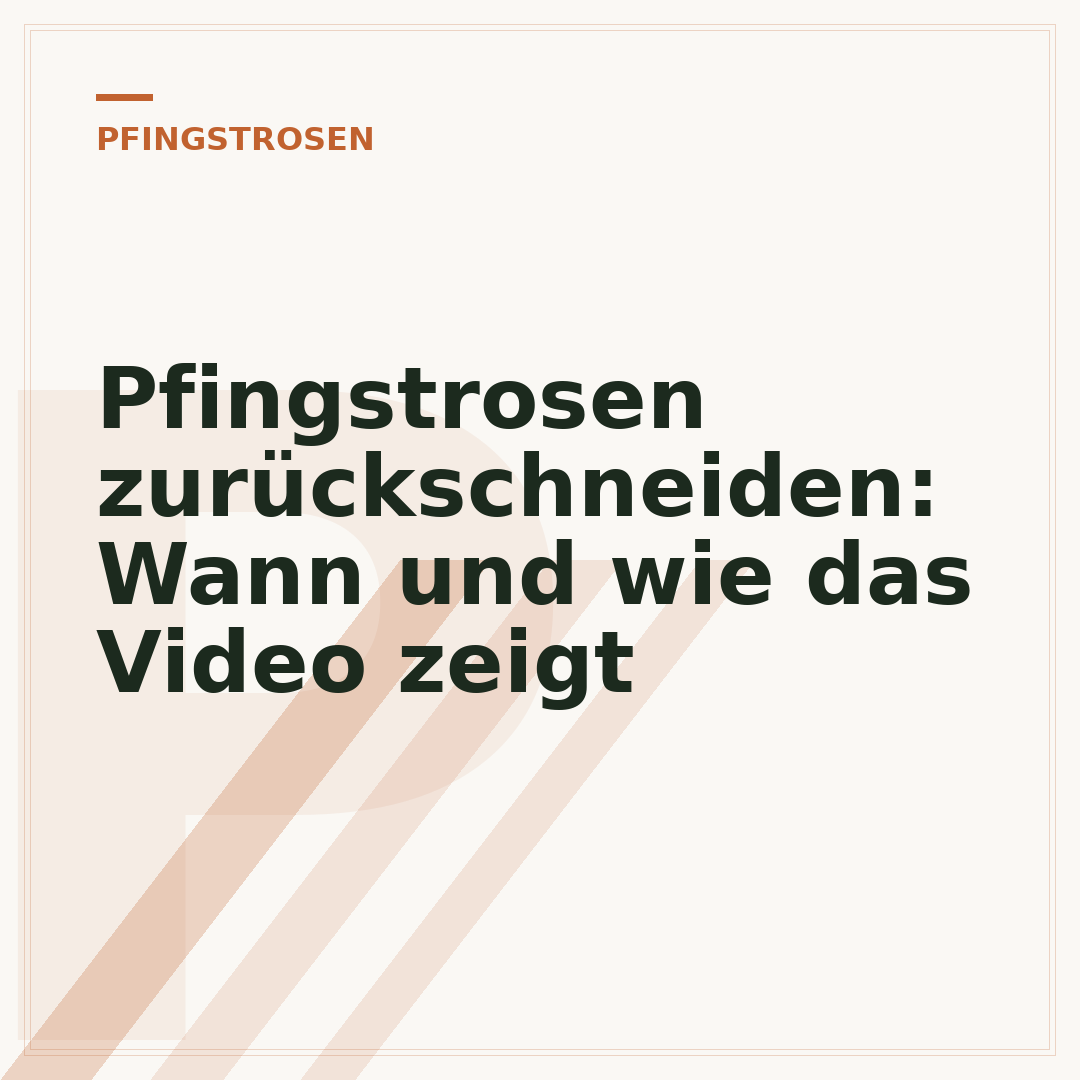 Pfingstrosen zurückschneiden: Wann und wie das Video zeigt