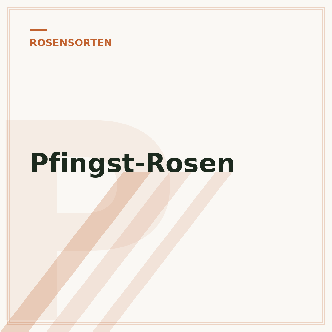 Pfingst-Rosen
