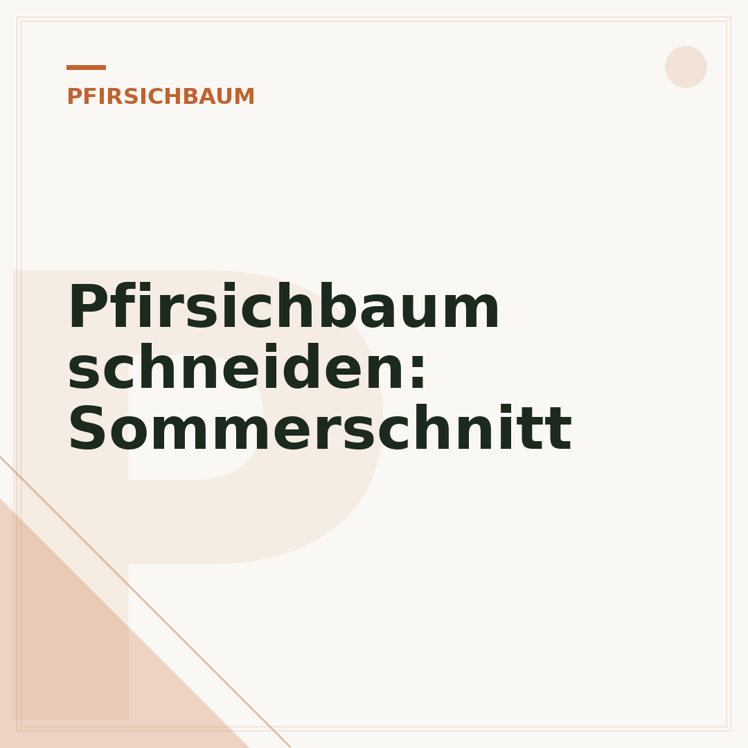 Pfirsichbaum schneiden: Sommerschnitt