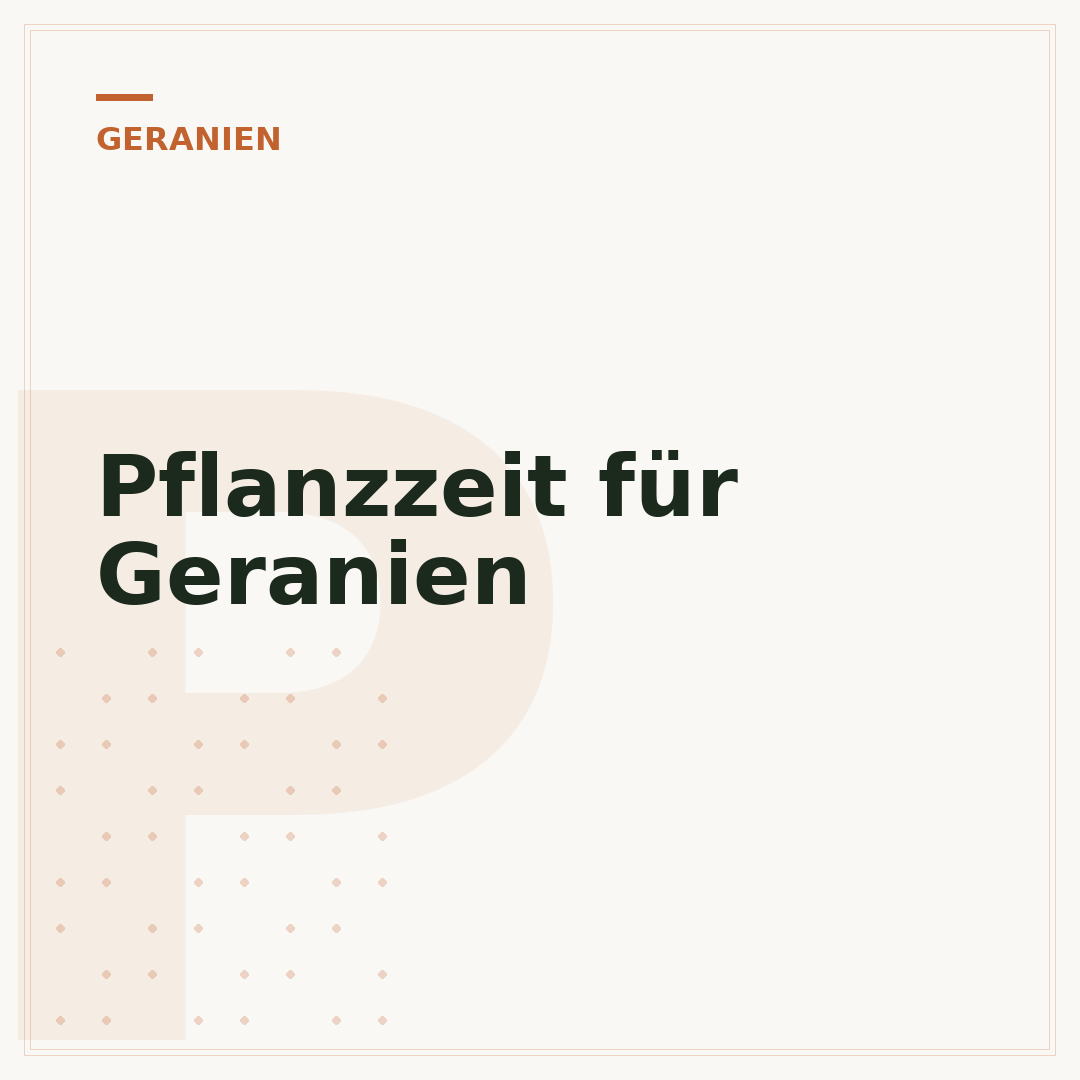 Pflanzzeit für Geranien
