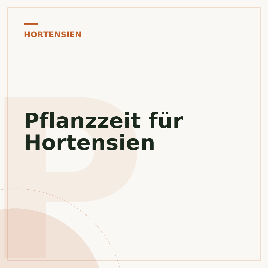 Pflanzzeit für Hortensien